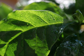 Close-up coffee leaves with water drops