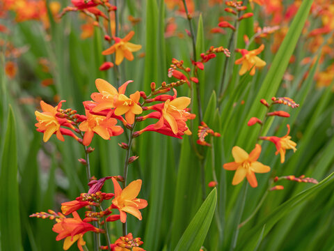 Colourful orange and yellow Crocosmia flowers in a garden