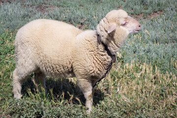 White sheep stands in green pasture breeding