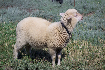 White sheep stands at green pasture breeding