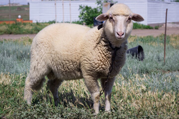 White sheep stands on green grass pasture breeding