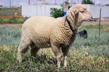 White sheep stands on green pasture breeding © Vera Verano
