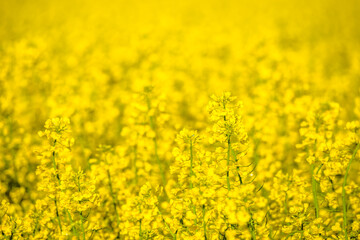 Obraz premium Scenic landscape with yellow rapeseed field. Blooming canola flowers close-up. Yellow flowering rape wallpaper.