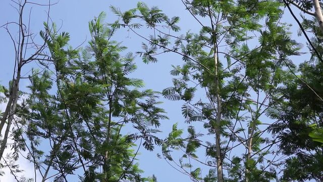 Albizia chinensis (silk tree, Chinese albizia, kool, khang hung, kang luang, cham, sengon) leaves with natural background. Albizia chinensis use as crates, boats, potions and bridges