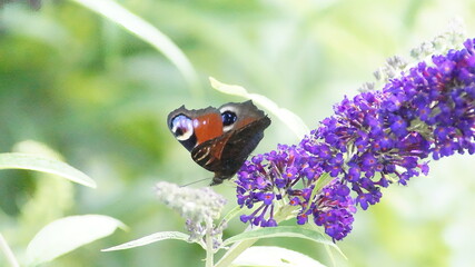 butterfly on a flower 01
