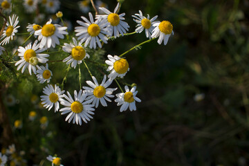 Blooming daisies in the sun on a blurry dark background of grass
