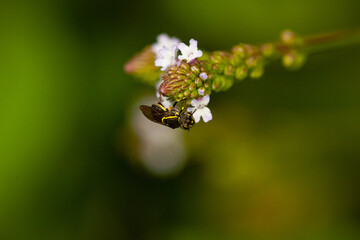 Selective focus shot of a bee sipping nectar from a white flower in the meadow