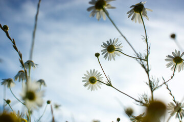 Obraz premium Beautiful summer field with daises, blue sky and sunlight.