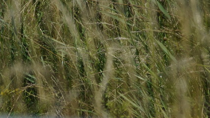 grass in the wind