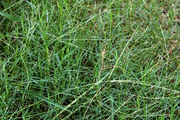 Fresh Green Grass used as background