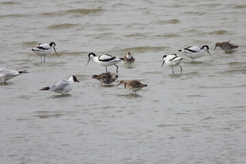 S&auml;belschn&auml;bler und Kampfl&auml;ufer