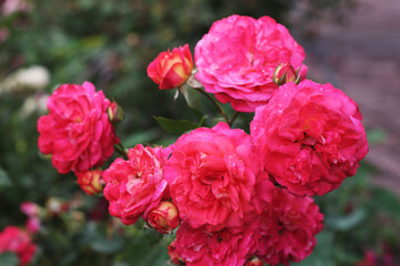 Many rose flowers in the rose garden. Pink rose flowers in the garden. Nature