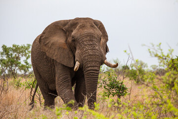Fototapeta na wymiar African elephant bull with big tusks eating alongside the road in the Kruger Park, South Africa