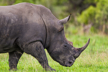 Obraz premium Large Southern White Rhino bull walking in the savannah of the Kruger Park, South Africa