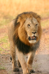 Lion Panthera leo en brousse safari big five au Kenya