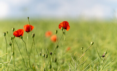 Kornblumen und Mohnblumen im Feld