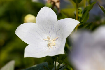 white flowers in the spring season