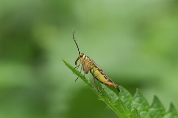 A hunting female Scorpion Fly, Panorpa communis, perching on a Stinging nettle plant.	