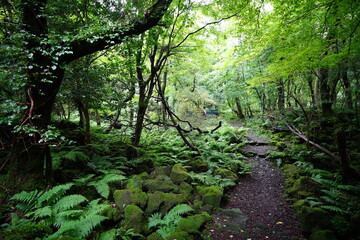 Fototapeta premium a refreshing summer forest in the sunlight
