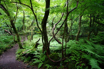 Obraz premium a refreshing summer forest in the sunlight