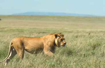 Lion Panthera leo en brousse safari big five au Kenya