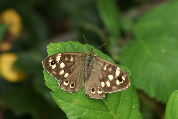 A pretty Speckled Wood Butterfly, Pararge aegeria, perching on a leaf in Woodland. 
