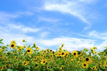 Naklejka premium 青空の下で咲く夏のひまわり