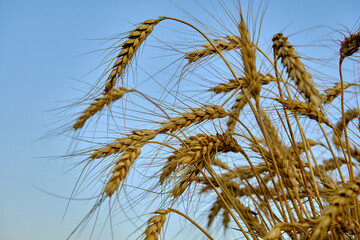 a bunch of wheat ears on the sky background