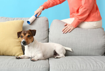 Young woman cleaning sofa with cute dog on color background