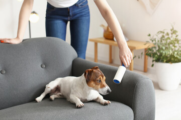 Young woman cleaning sofa with cute dog at home