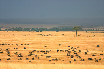 Grande Migration des Gnous et des Zébres dans le Serengeti