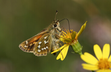 A rare Silver Spotted Skipper butterfly, Hesperia  comma, nectaring on a Ragwort wildflower.