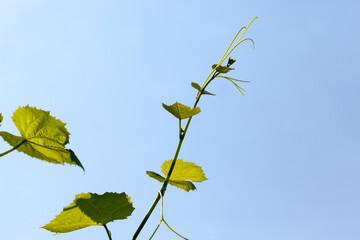 Obraz premium green leaves of grapes in the spring season