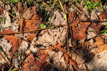 dry orange leaves of grapes in the autumn season