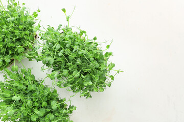 Fresh micro green on white background