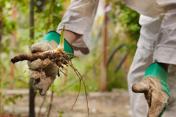 Gardener liquidates weed at his green bio garden