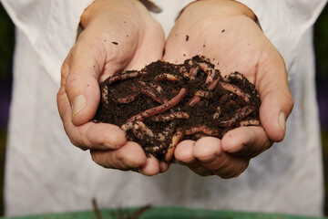 Gardener take care of earthworms from his green bio garden