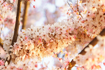Wishing Tree, Pink Shower, Pink cassia with gold light flare are beautiful pink flowers of Thailand.