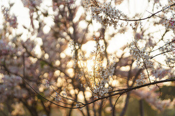 Wishing Tree, Pink Shower, Pink cassia with sunset flare are beautiful pink flowers of Thailand.