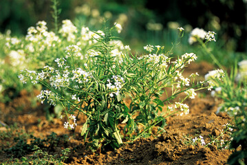 green moss in the garden