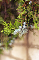 Close-up of juniper branch with fruit. Evergreen plant hanging f