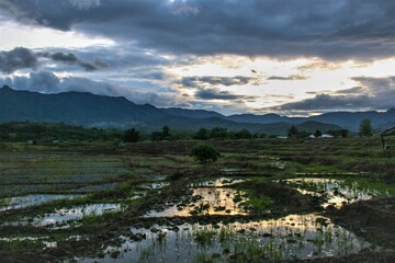 Fototapeta na wymiar farm rice in evening sunset in north Thailand