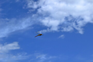 夏空を飛ぶトンボ