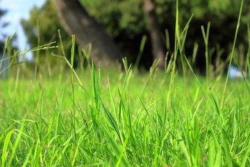 夏の太陽の陽をあびる公園の草