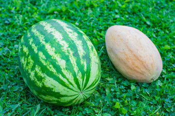 Fresh watermelon and melon lie on the green grass of the garden on a sunny summer day. Harvesting healthy food concept