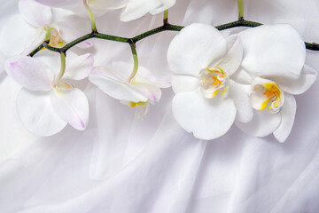 The branch of white orchids on white fabric background
