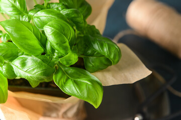 Fresh basil in pot on dark background, closeup