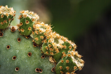 a prickly cactus with thorns