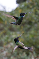 hummingbird in flight