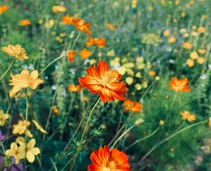 bright cosmos flower basks in the sun in the flower meadow on a summer day